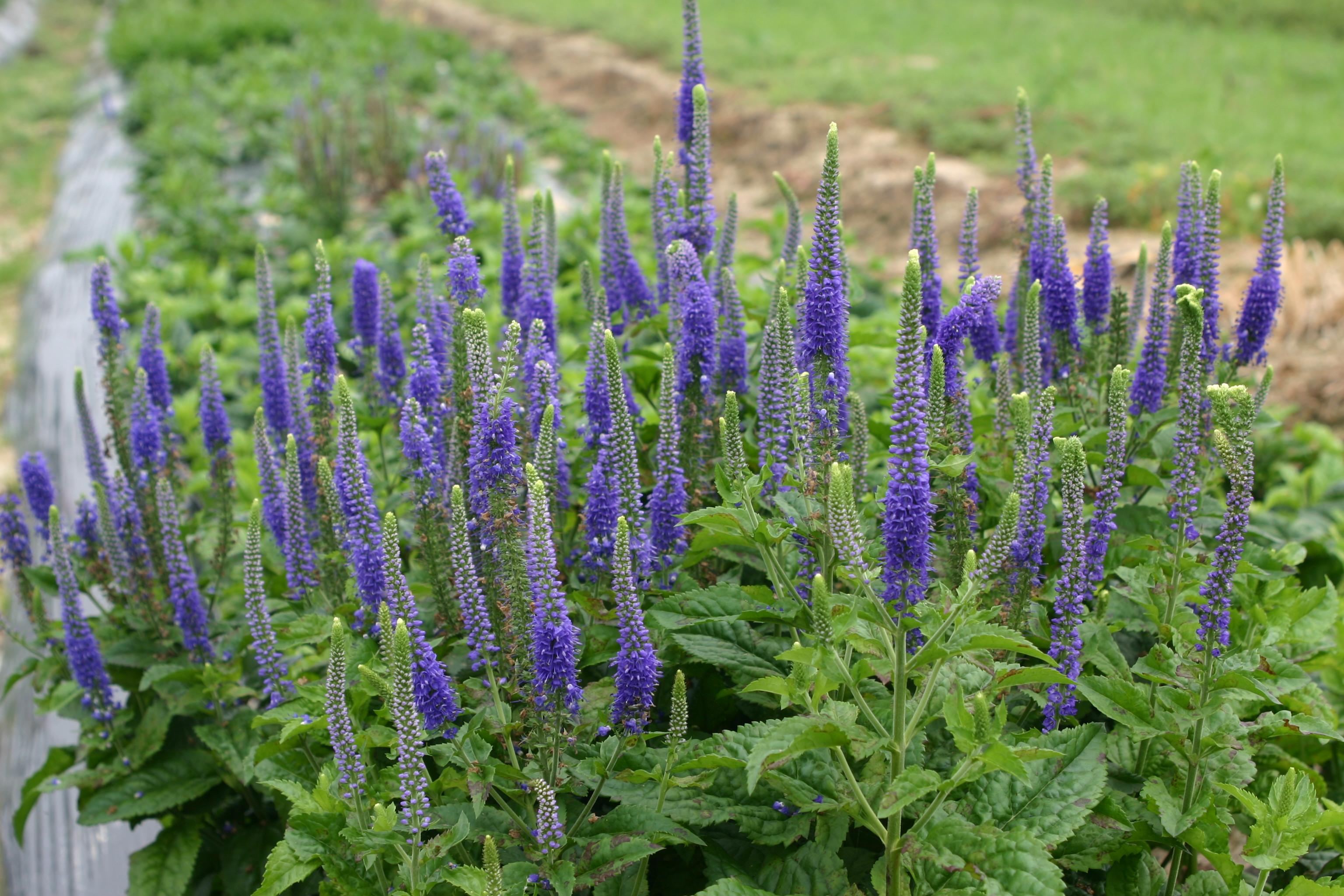 Veronica spicata 'Sunny Border Blue'